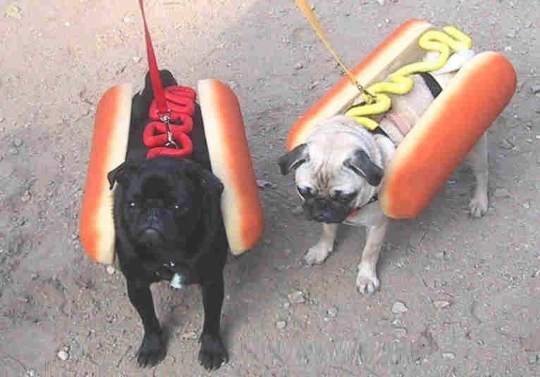 whydogskilltheirowners.jpg